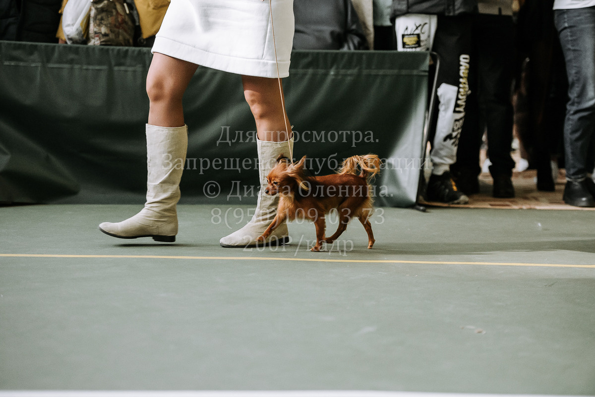 26.03.2022 Выставка собак г. Братск Континенталь. Фотограф Диана Оленина Красноярск / Братск