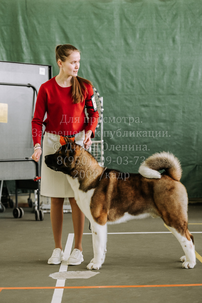 26.03.2022 Выставка собак г. Братск Континенталь. Фотограф Диана Оленина Красноярск / Братск