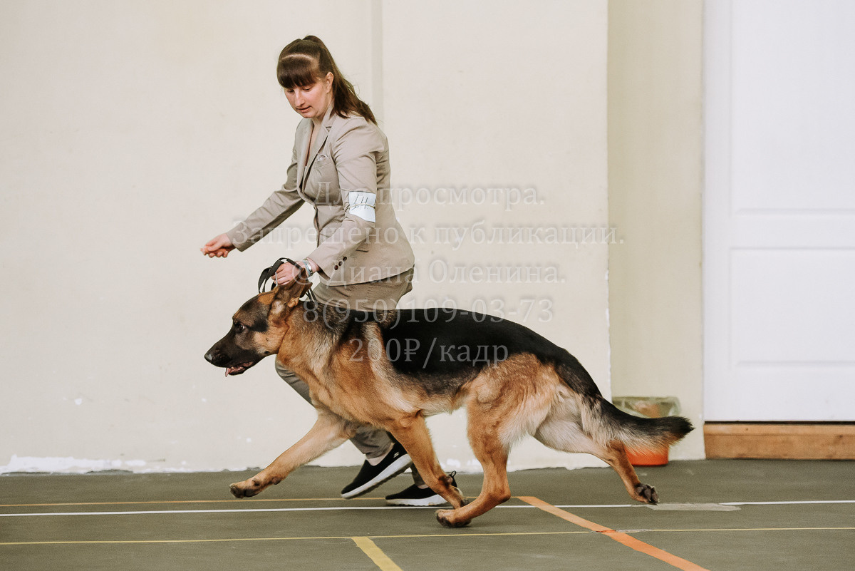 26.03.2022 Выставка собак г. Братск Континенталь. Фотограф Диана Оленина Красноярск / Братск