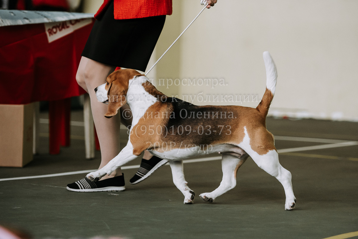 26.03.2022 Выставка собак г. Братск Континенталь. Фотограф Диана Оленина Красноярск / Братск