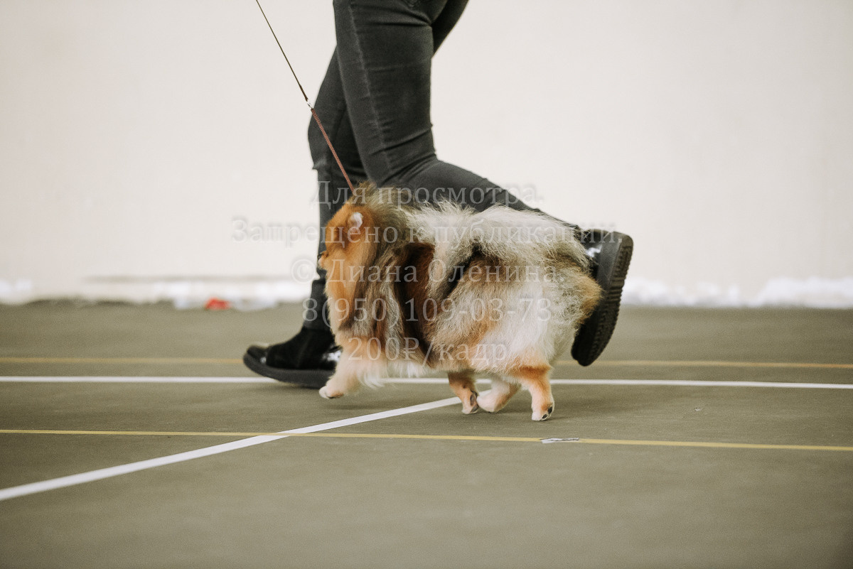 26.03.2022 Выставка собак г. Братск Континенталь. Фотограф Диана Оленина Красноярск / Братск