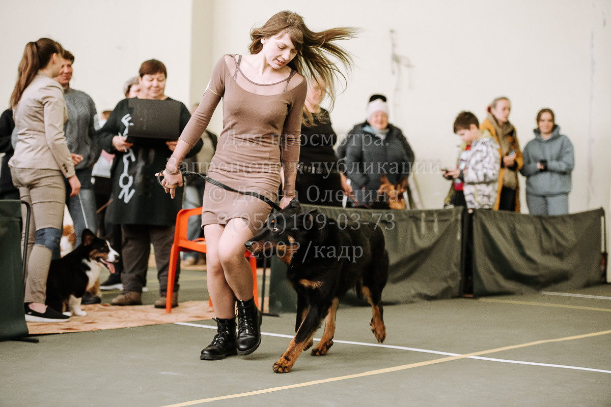26.03.2022 Выставка собак г. Братск Континенталь. Фотограф Диана Оленина Красноярск / Братск