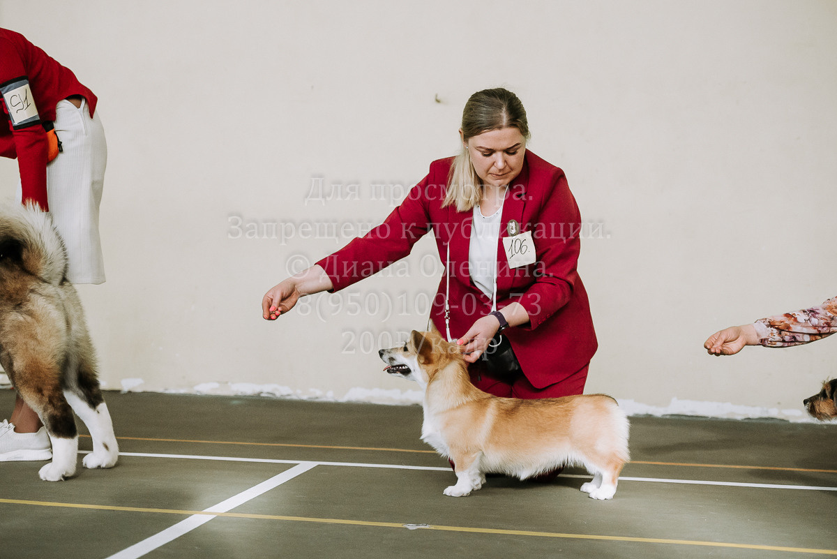 26.03.2022 Выставка собак г. Братск Континенталь. Фотограф Диана Оленина Красноярск / Братск