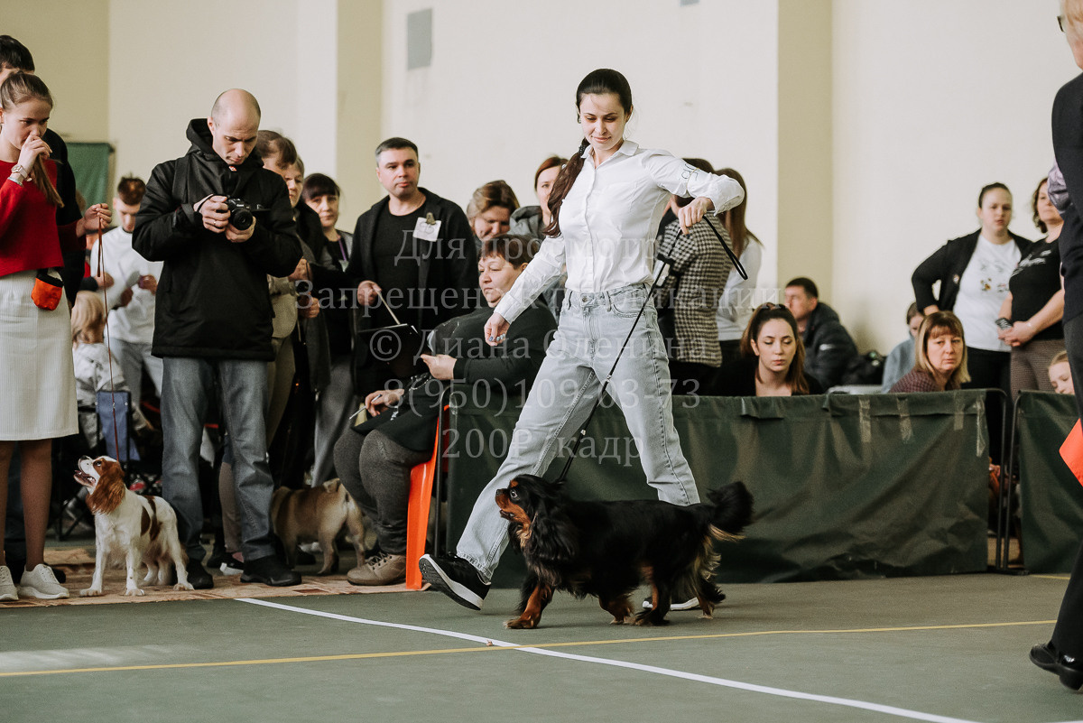26.03.2022 Выставка собак г. Братск Континенталь. Фотограф Диана Оленина Красноярск / Братск