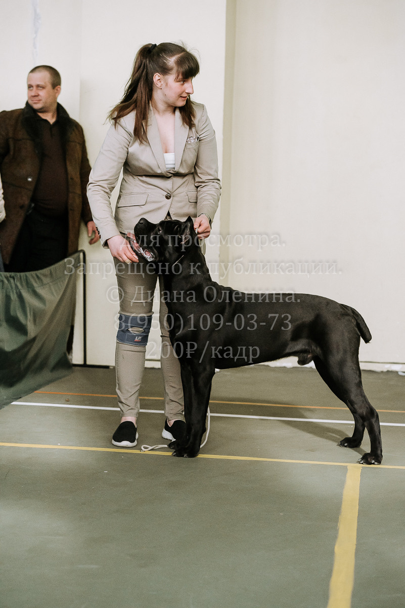 26.03.2022 Выставка собак г. Братск Континенталь. Фотограф Диана Оленина Красноярск / Братск