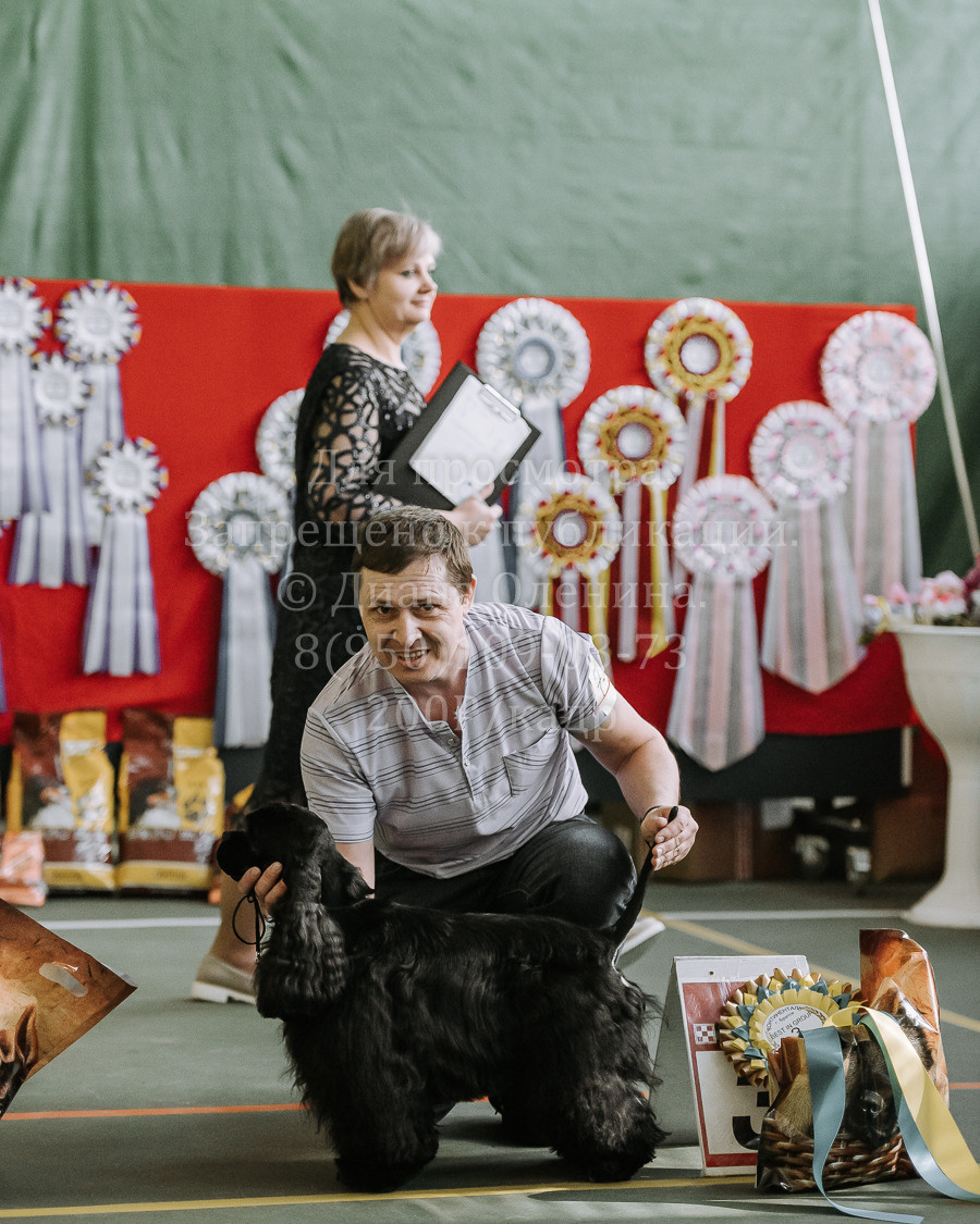 26.03.2022 Выставка собак г. Братск Континенталь. Фотограф Диана Оленина Красноярск / Братск