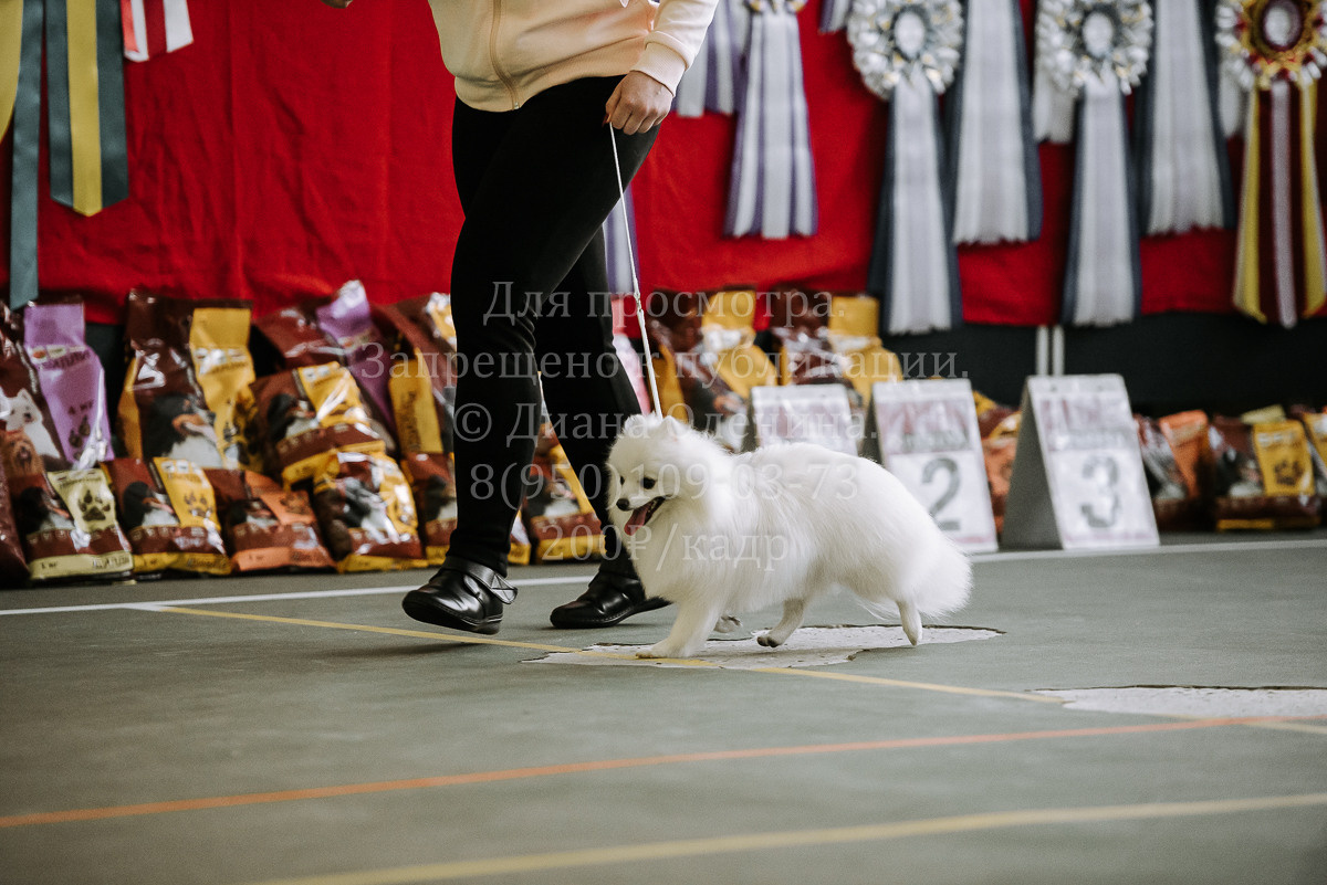 26.03.2022 Выставка собак г. Братск Континенталь. Фотограф Диана Оленина Красноярск / Братск