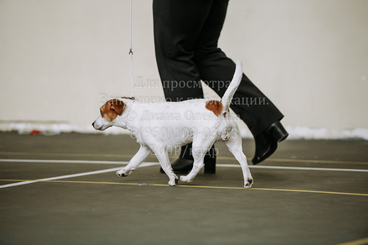 26.03.2022 Выставка собак г. Братск Континенталь. Фотограф Диана Оленина Красноярск / Братск