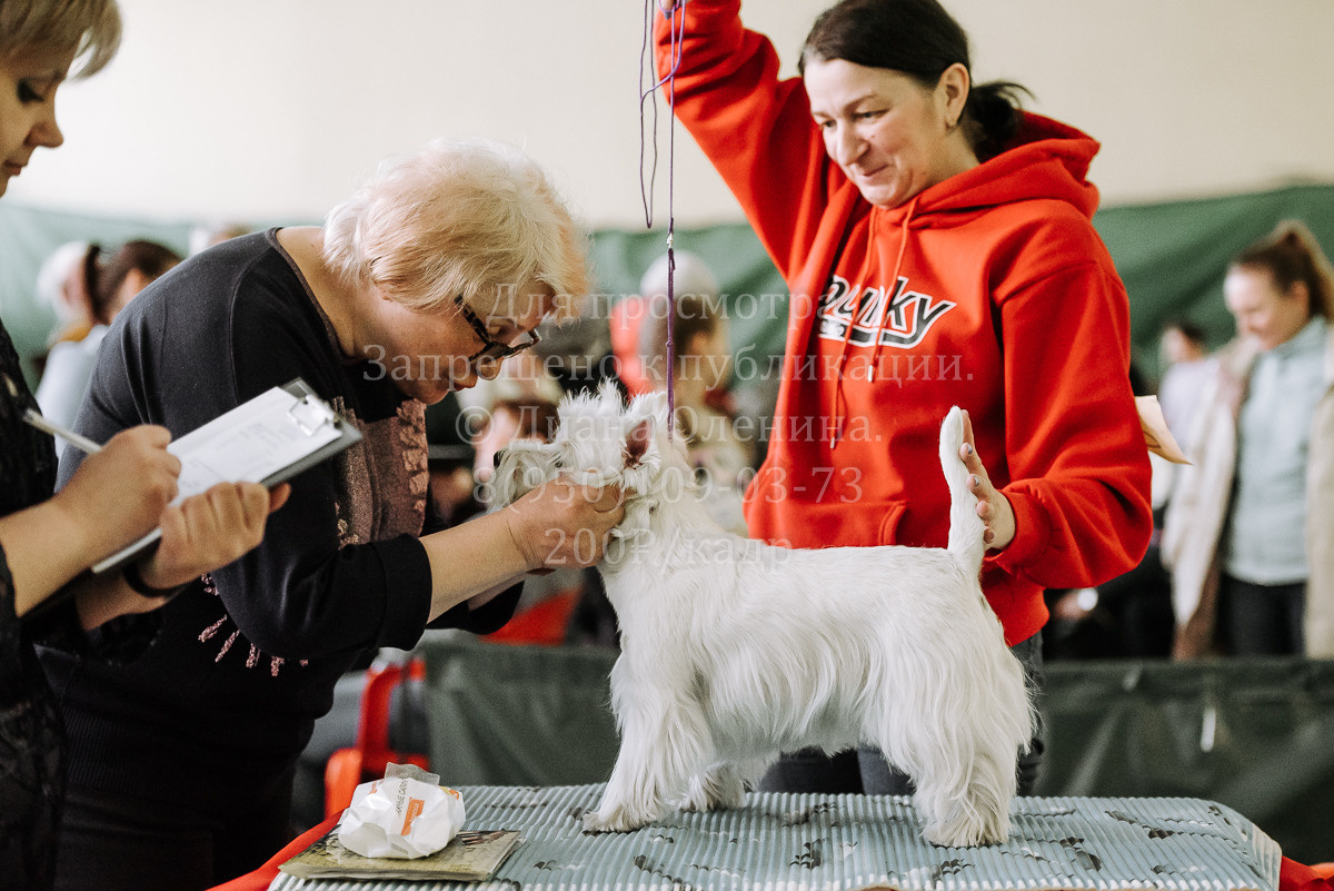 26.03.2022 Выставка собак г. Братск Континенталь. Фотограф Диана Оленина Красноярск / Братск