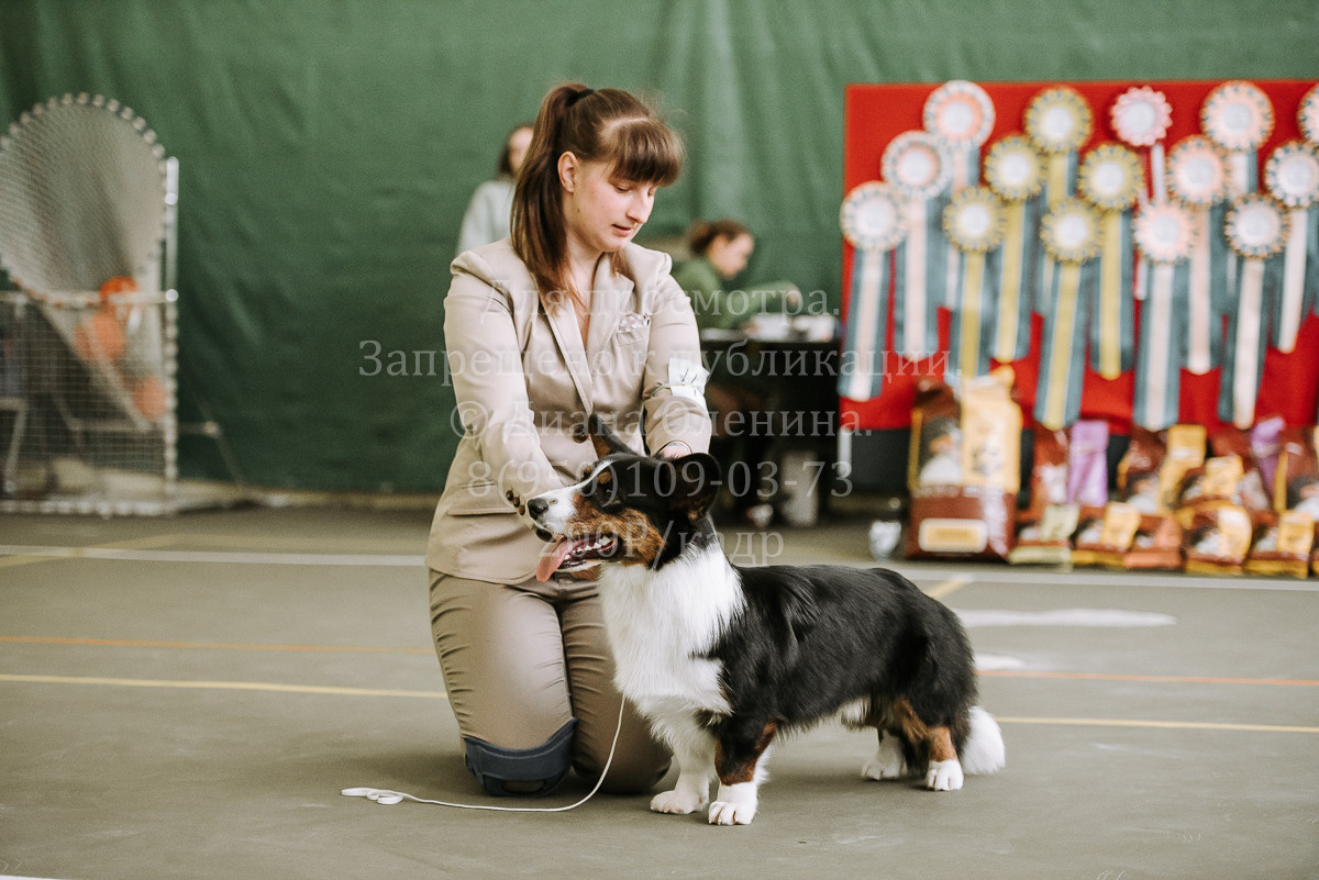 26.03.2022 Выставка собак г. Братск Континенталь. Фотограф Диана Оленина Красноярск / Братск