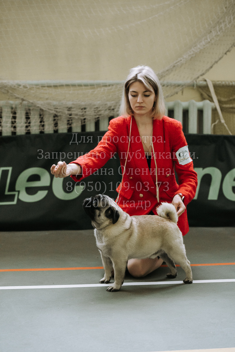 26.03.2022 Выставка собак г. Братск Континенталь. Фотограф Диана Оленина Красноярск / Братск