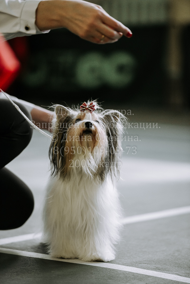 26.03.2022 Выставка собак г. Братск Континенталь. Фотограф Диана Оленина Красноярск / Братск