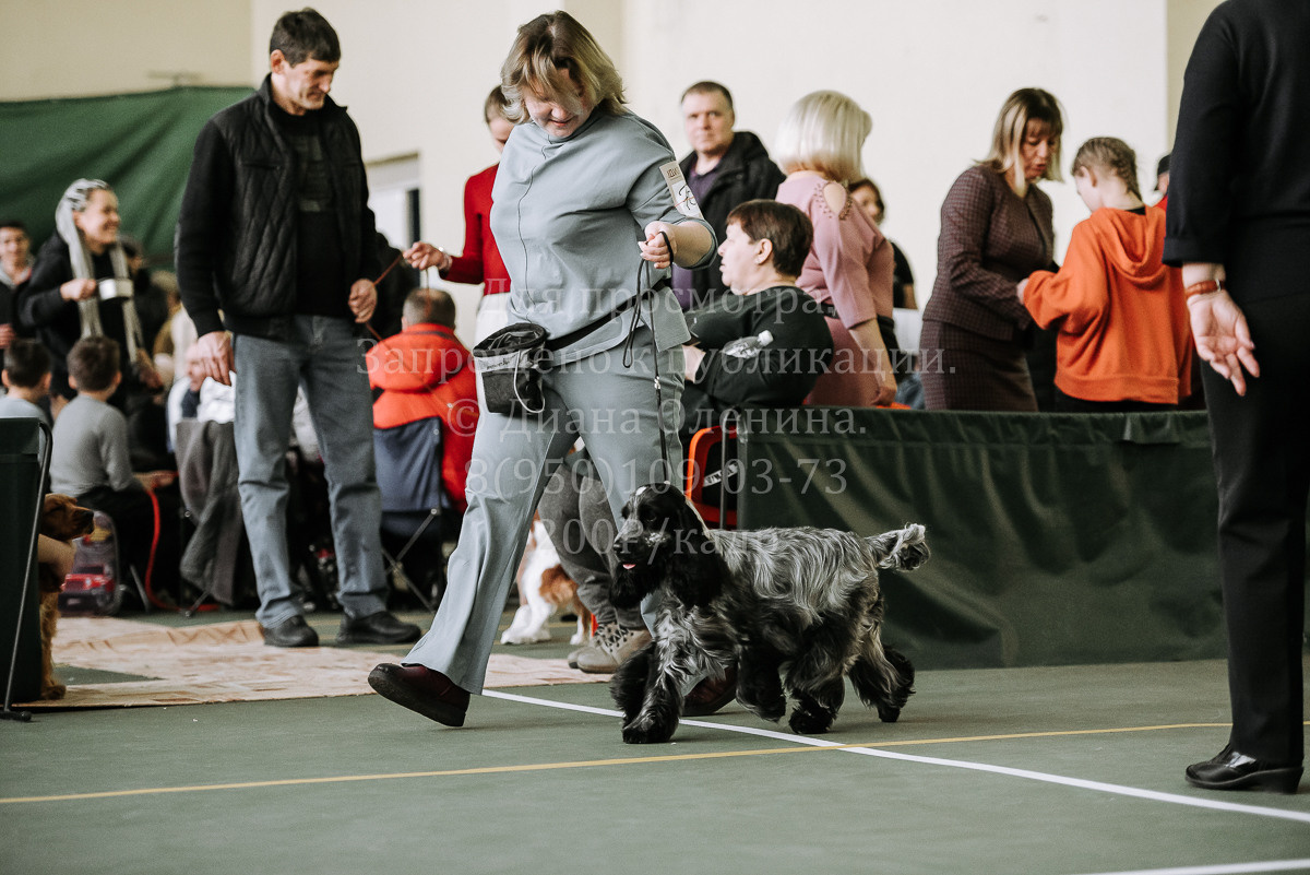 26.03.2022 Выставка собак г. Братск Континенталь. Фотограф Диана Оленина Красноярск / Братск