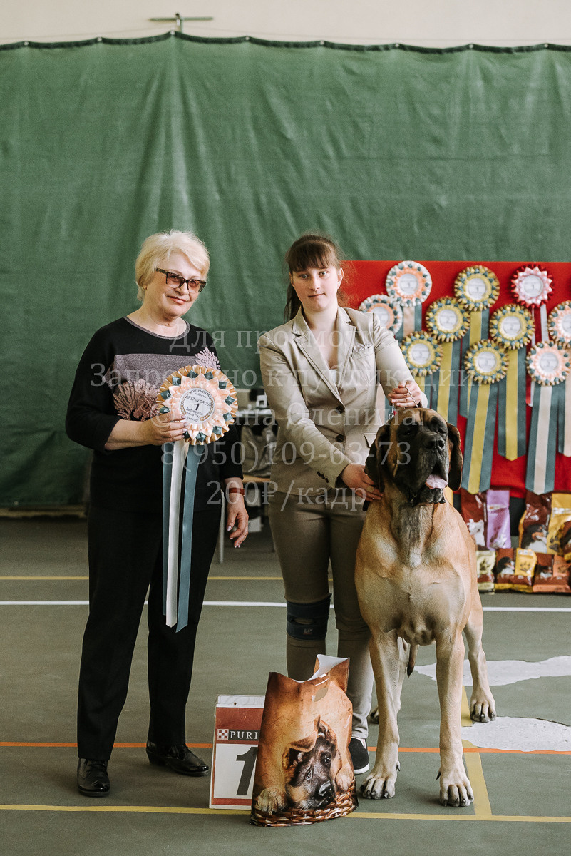 26.03.2022 Выставка собак г. Братск Континенталь. Фотограф Диана Оленина Красноярск / Братск