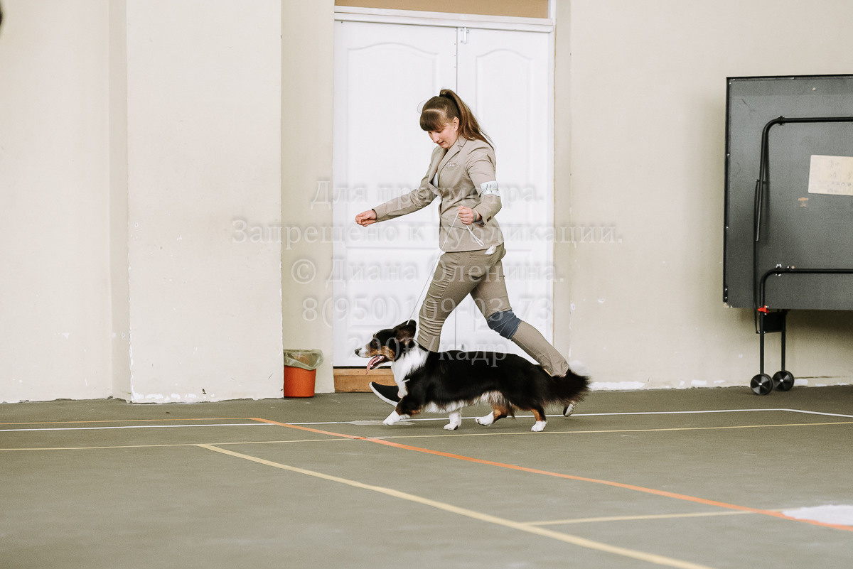 26.03.2022 Выставка собак г. Братск Континенталь. Фотограф Диана Оленина Красноярск / Братск