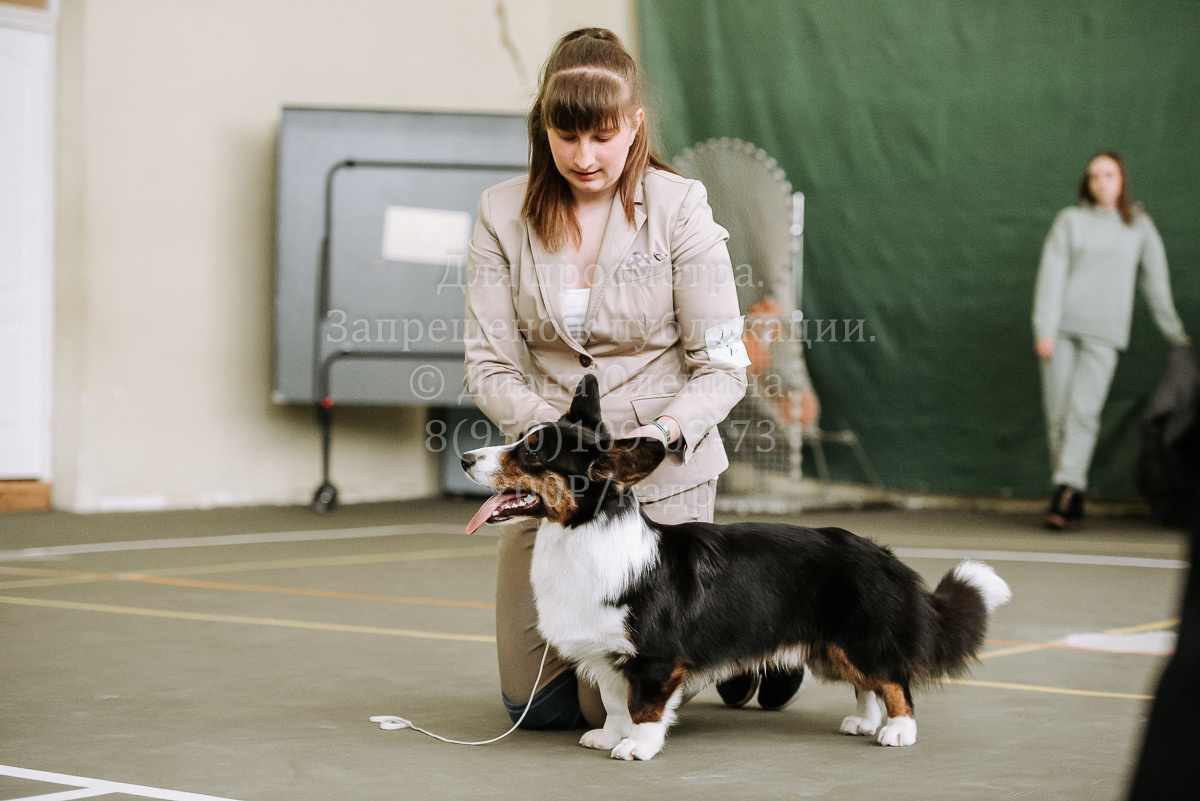 26.03.2022 Выставка собак г. Братск Континенталь. Фотограф Диана Оленина Красноярск / Братск