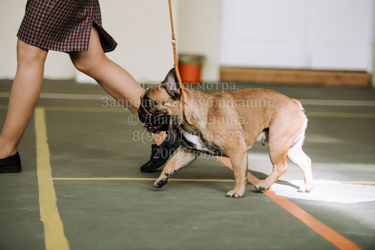 26.03.2022 Выставка собак г. Братск Континенталь. Фотограф Диана Оленина Красноярск / Братск
