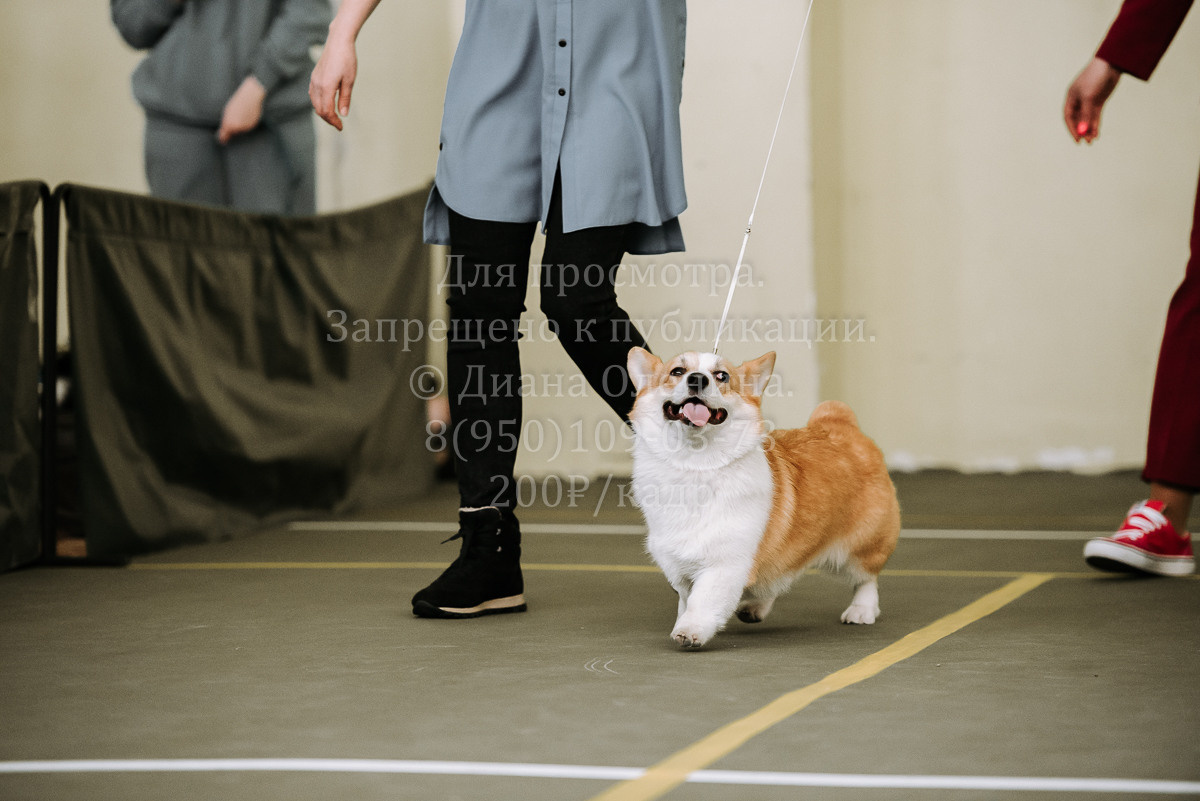 26.03.2022 Выставка собак г. Братск Континенталь. Фотограф Диана Оленина Красноярск / Братск