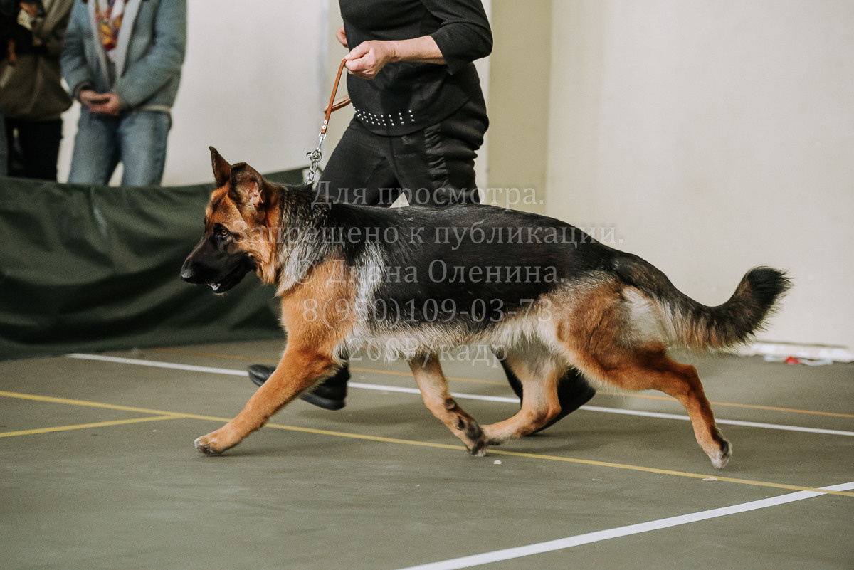 26.03.2022 Выставка собак г. Братск Континенталь. Фотограф Диана Оленина Красноярск / Братск
