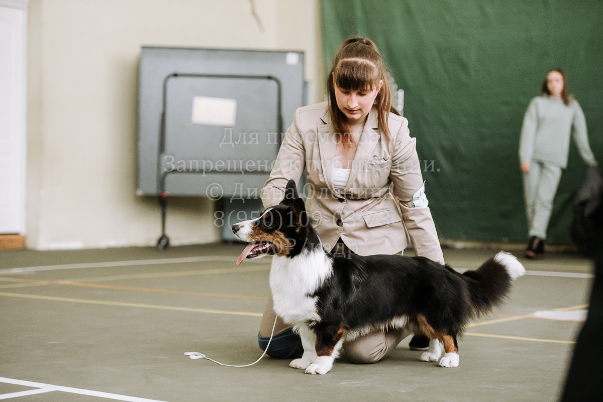 26.03.2022 Выставка собак г. Братск Континенталь. Фотограф Диана Оленина Красноярск / Братск