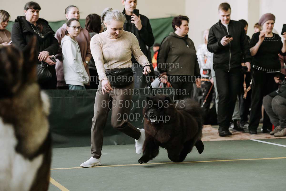 26.03.2022 Выставка собак г. Братск Континенталь. Фотограф Диана Оленина Красноярск / Братск