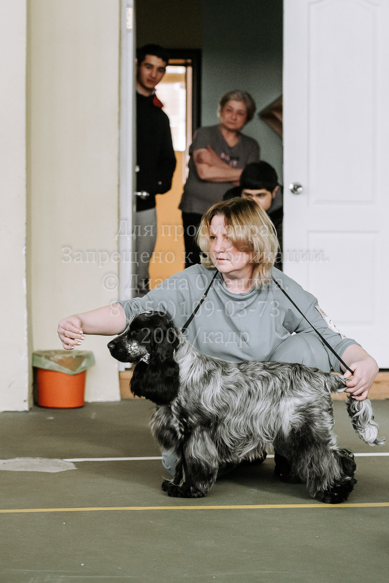 26.03.2022 Выставка собак г. Братск Континенталь. Фотограф Диана Оленина Красноярск / Братск