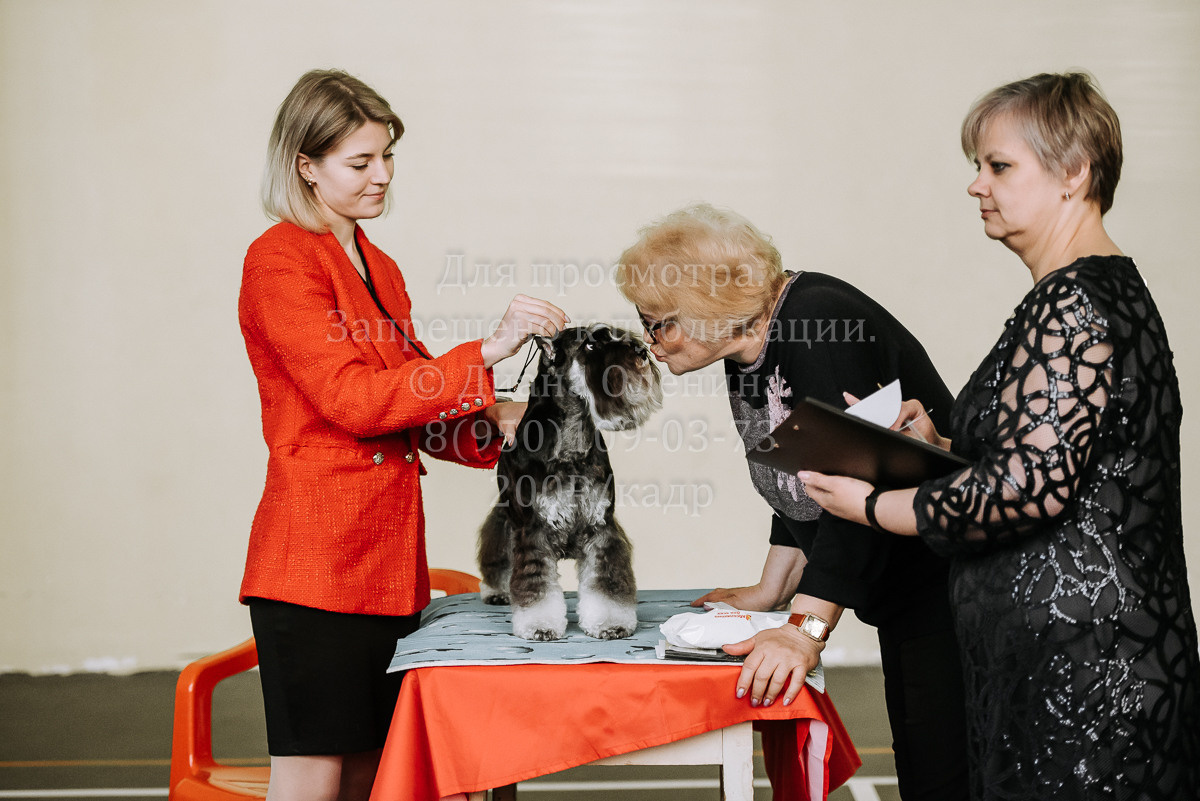 26.03.2022 Выставка собак г. Братск Континенталь. Фотограф Диана Оленина Красноярск / Братск