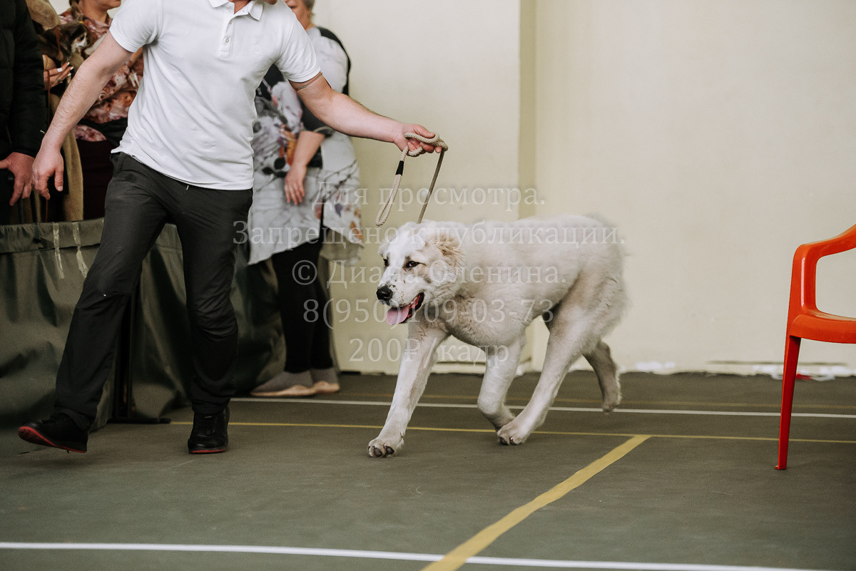 26.03.2022 Выставка собак г. Братск Континенталь. Фотограф Диана Оленина Красноярск / Братск