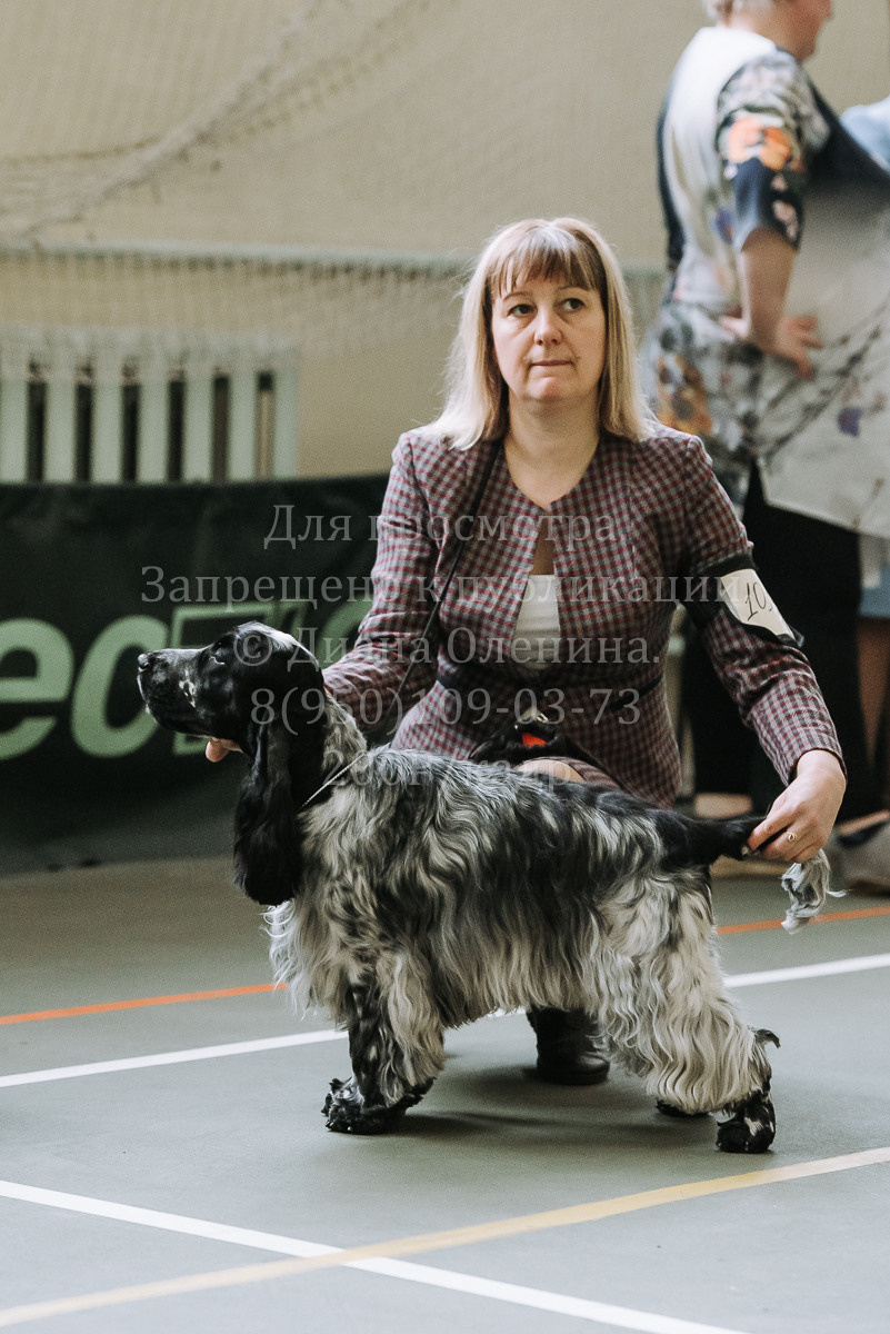 26.03.2022 Выставка собак г. Братск Континенталь. Фотограф Диана Оленина Красноярск / Братск
