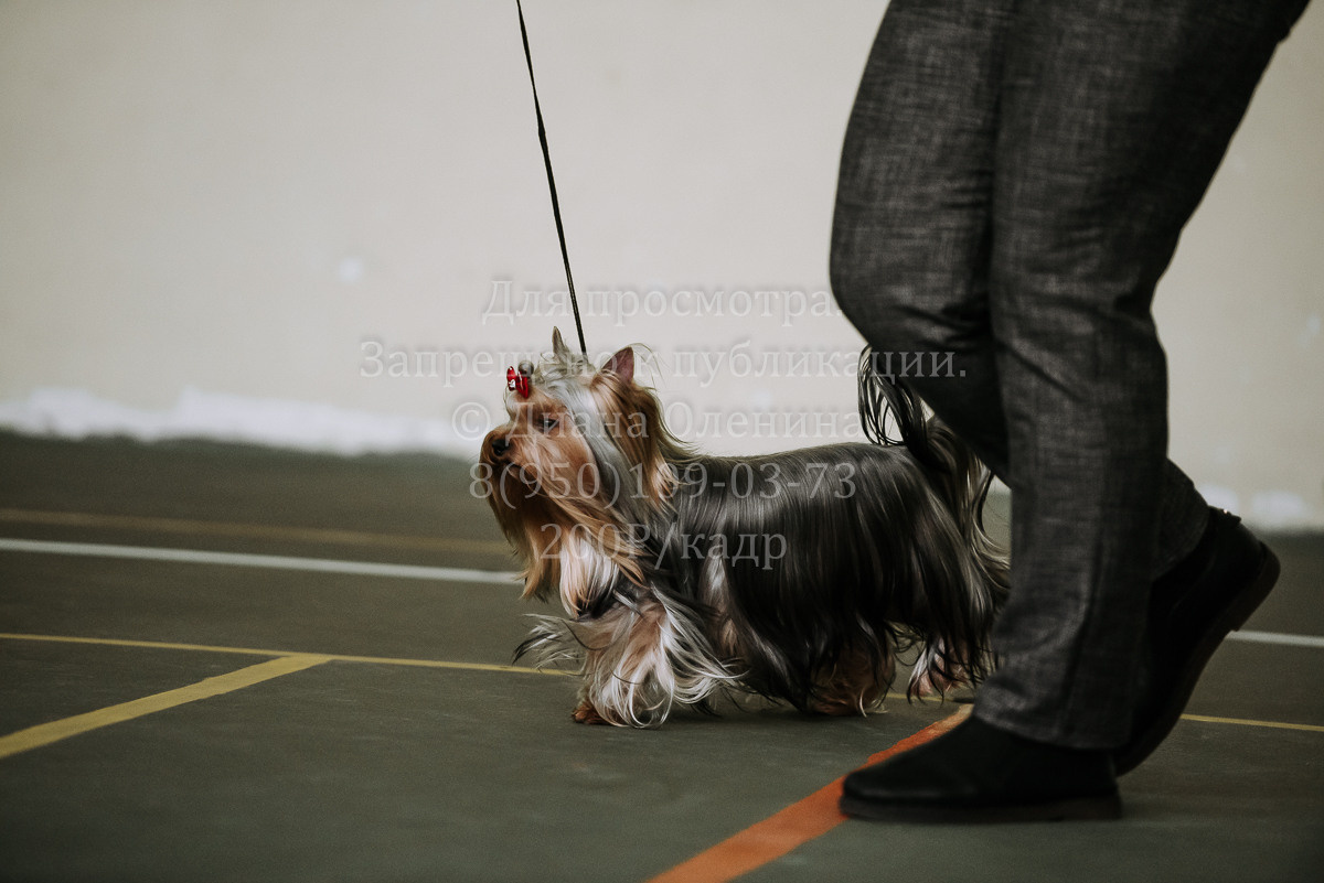 26.03.2022 Выставка собак г. Братск Континенталь. Фотограф Диана Оленина Красноярск / Братск