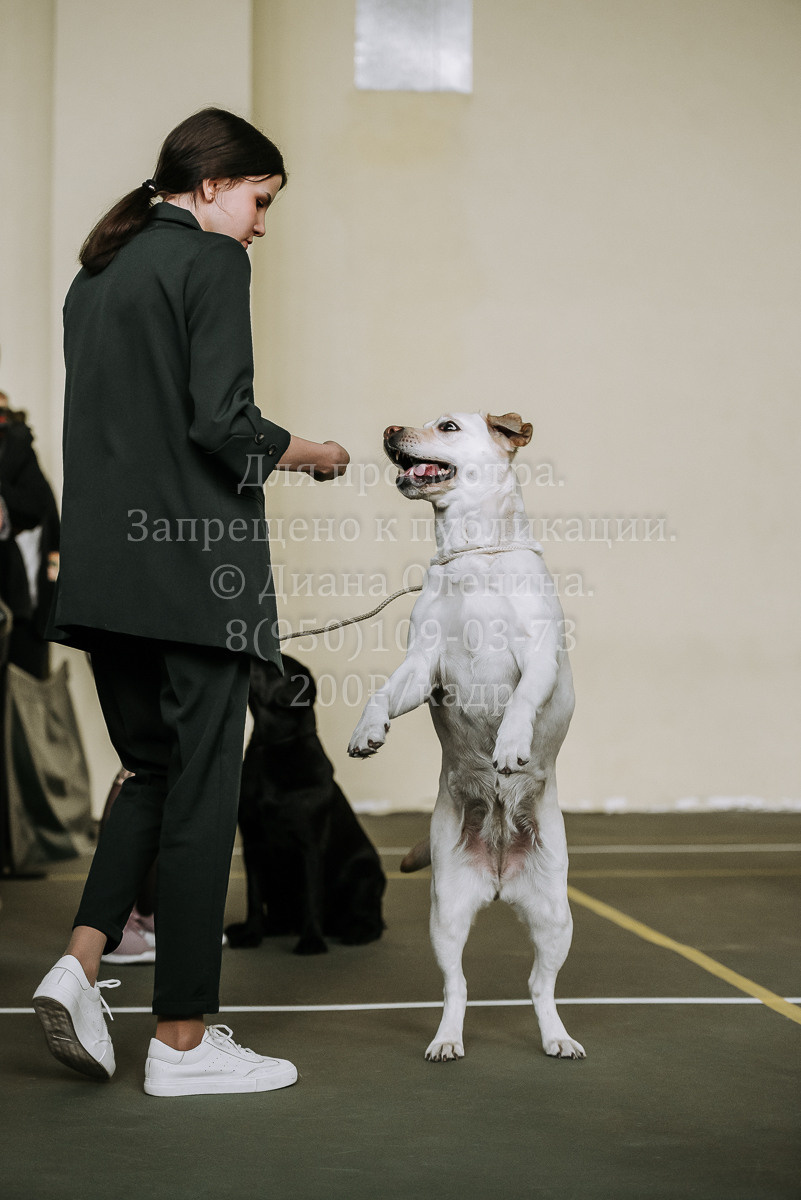 26.03.2022 Выставка собак г. Братск Континенталь. Фотограф Диана Оленина Красноярск / Братск