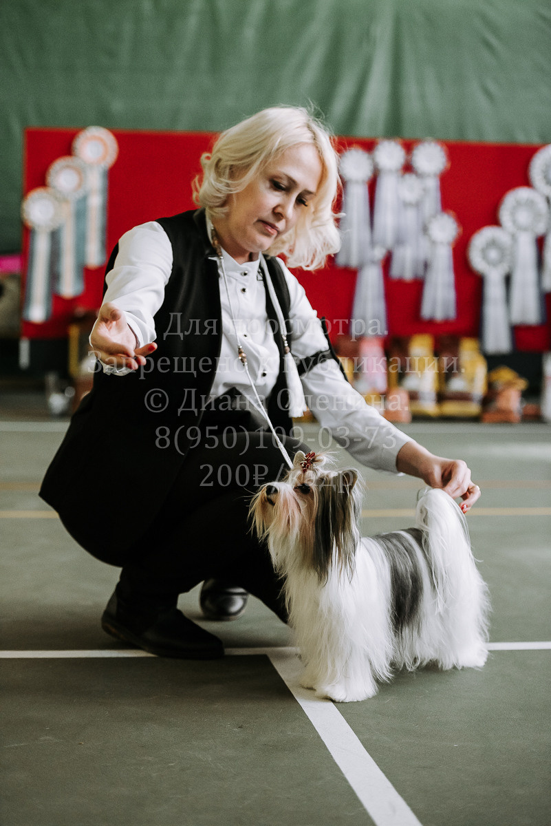 26.03.2022 Выставка собак г. Братск Континенталь. Фотограф Диана Оленина Красноярск / Братск