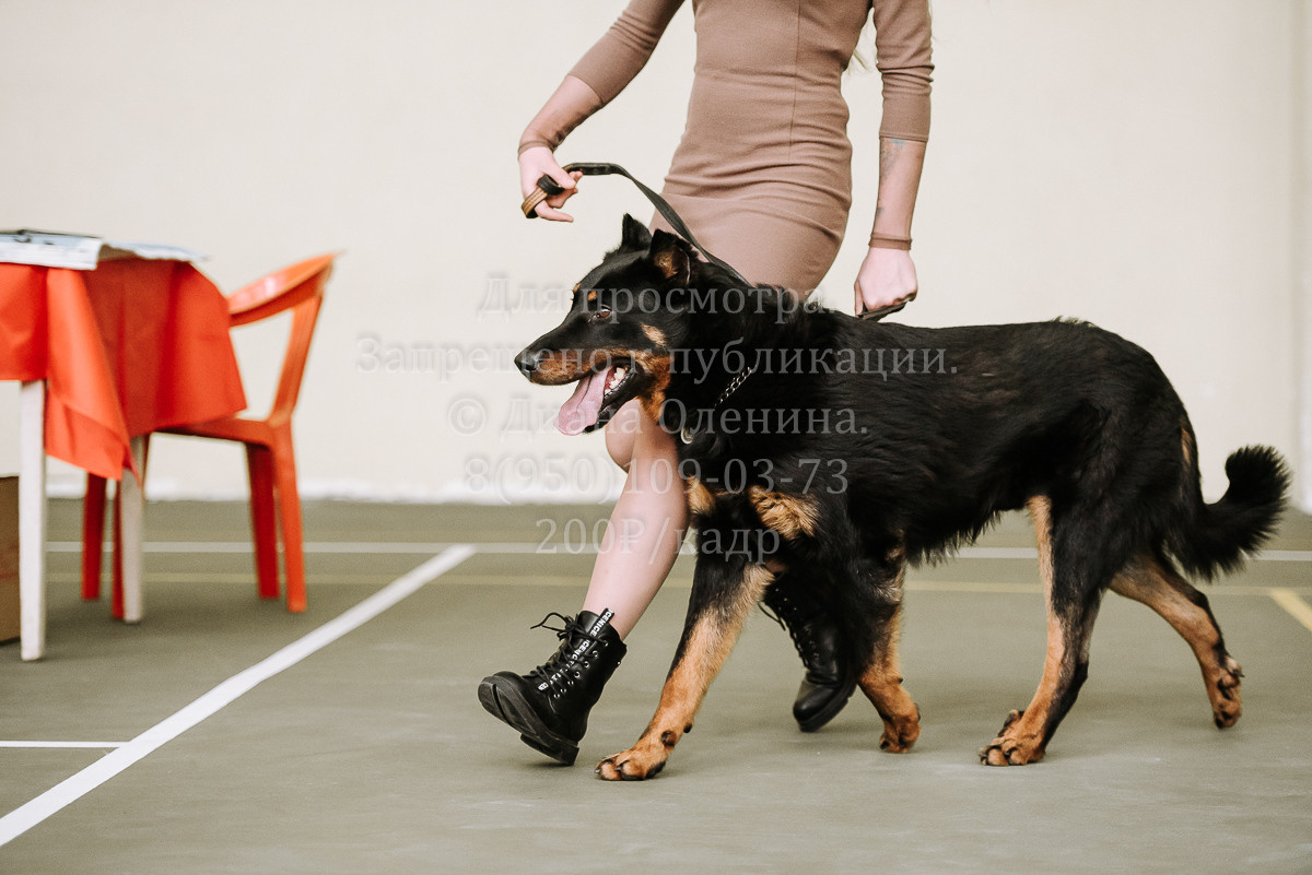 26.03.2022 Выставка собак г. Братск Континенталь. Фотограф Диана Оленина Красноярск / Братск