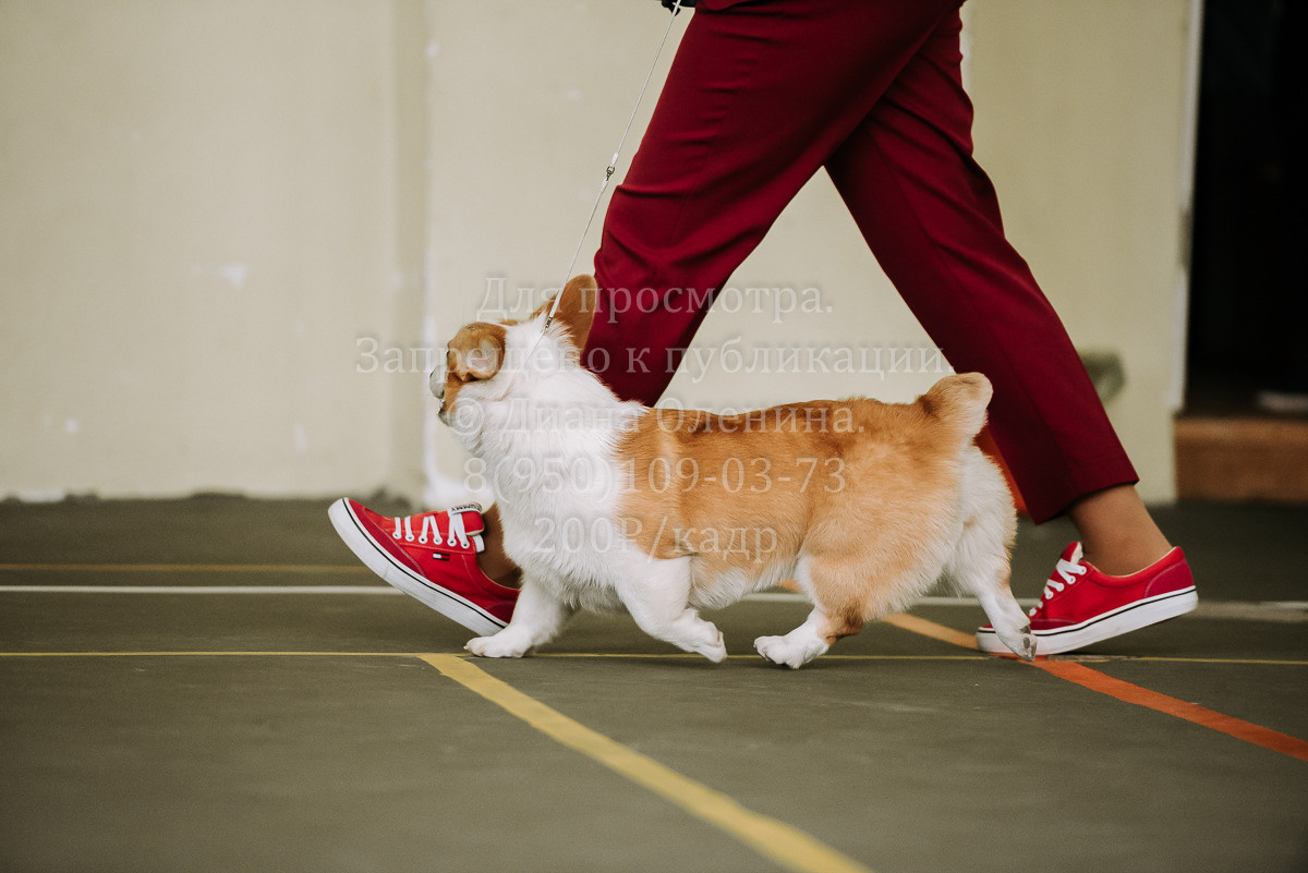 26.03.2022 Выставка собак г. Братск Континенталь. Фотограф Диана Оленина Красноярск / Братск