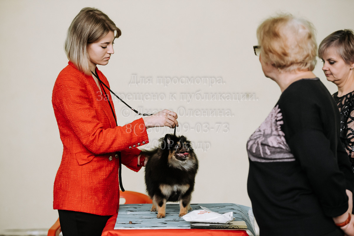 26.03.2022 Выставка собак г. Братск Континенталь. Фотограф Диана Оленина Красноярск / Братск