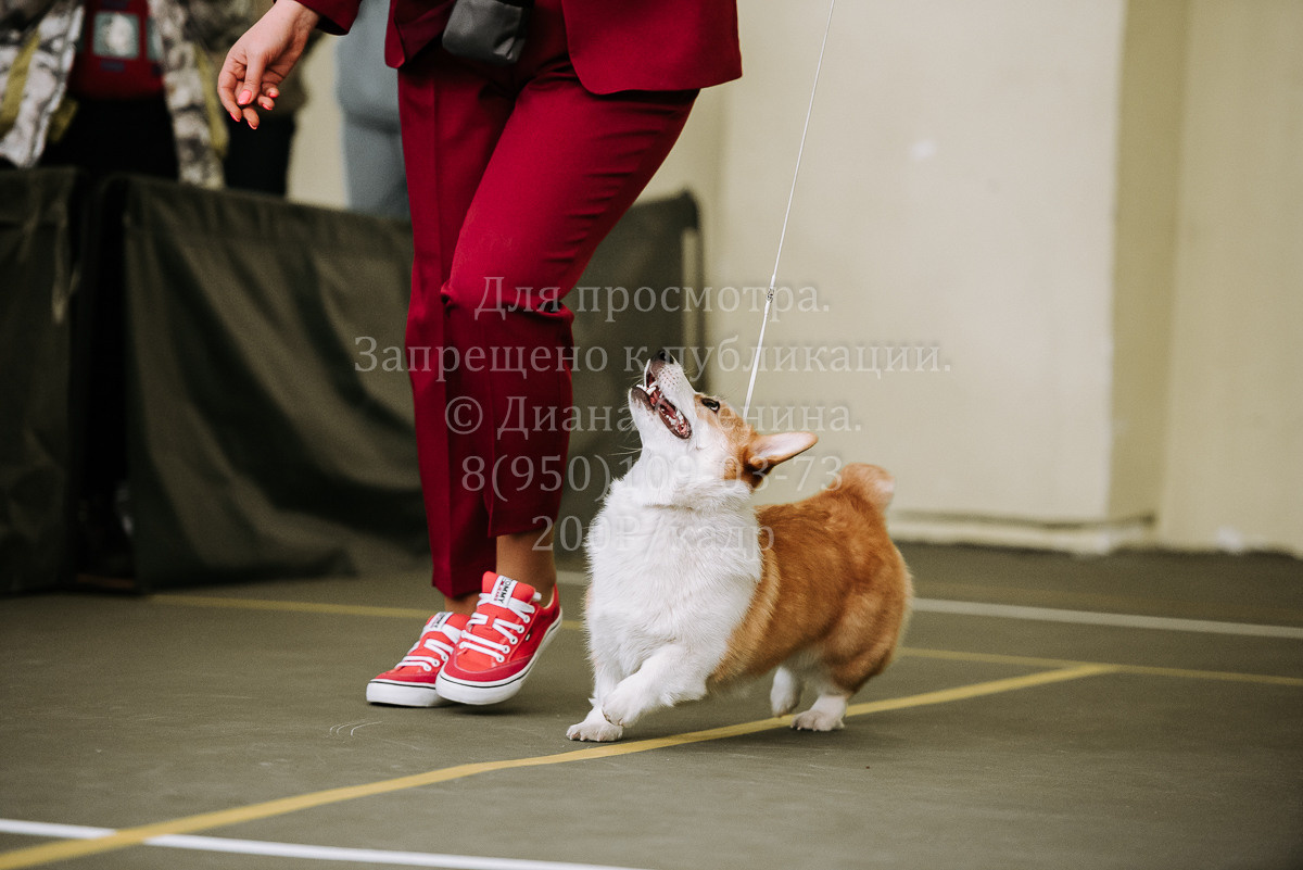 26.03.2022 Выставка собак г. Братск Континенталь. Фотограф Диана Оленина Красноярск / Братск