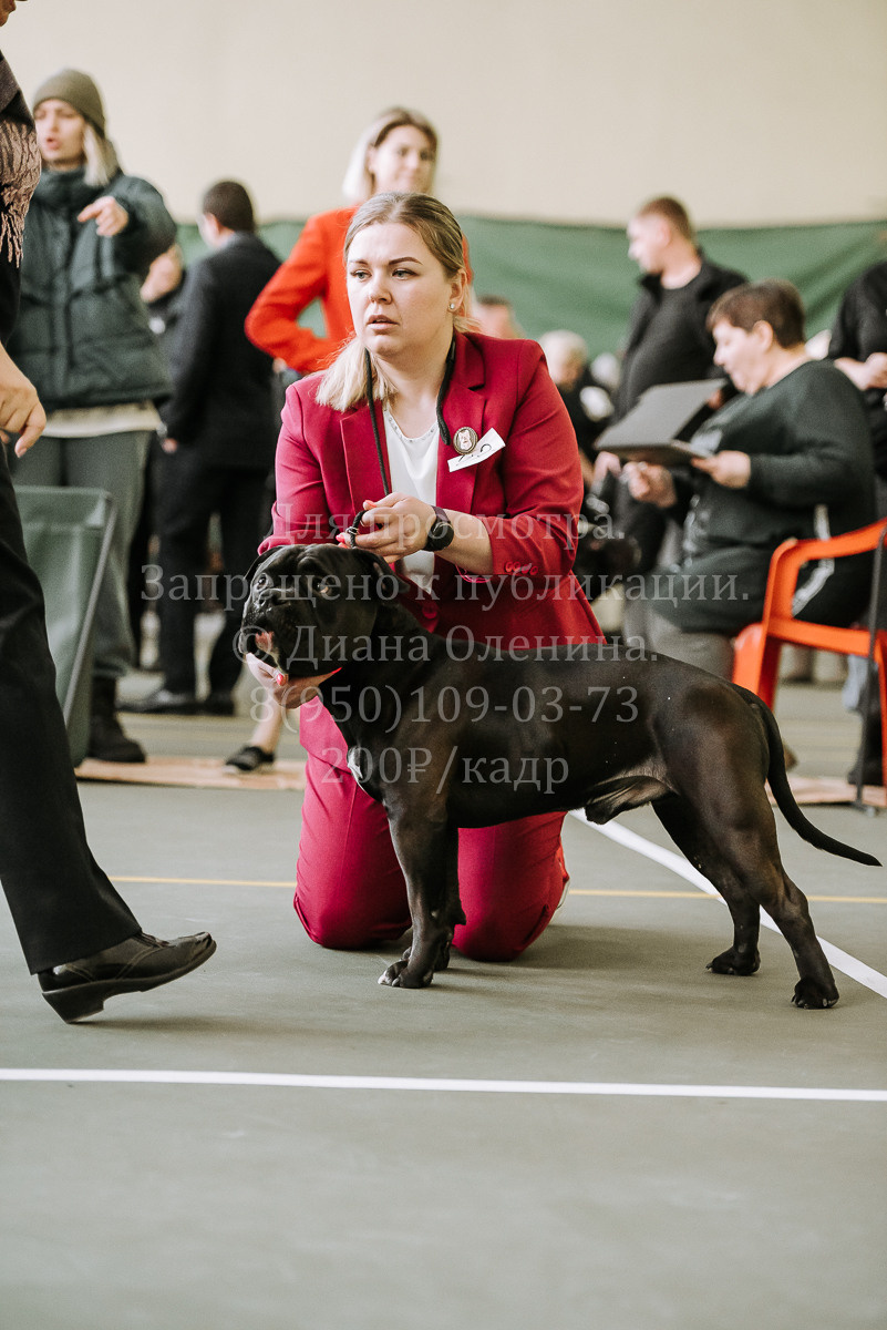 26.03.2022 Выставка собак г. Братск Континенталь. Фотограф Диана Оленина Красноярск / Братск