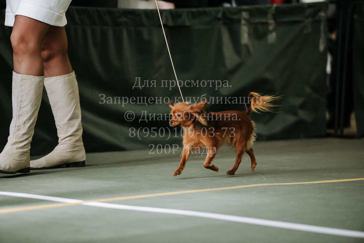 26.03.2022 Выставка собак г. Братск Континенталь. Фотограф Диана Оленина Красноярск / Братск
