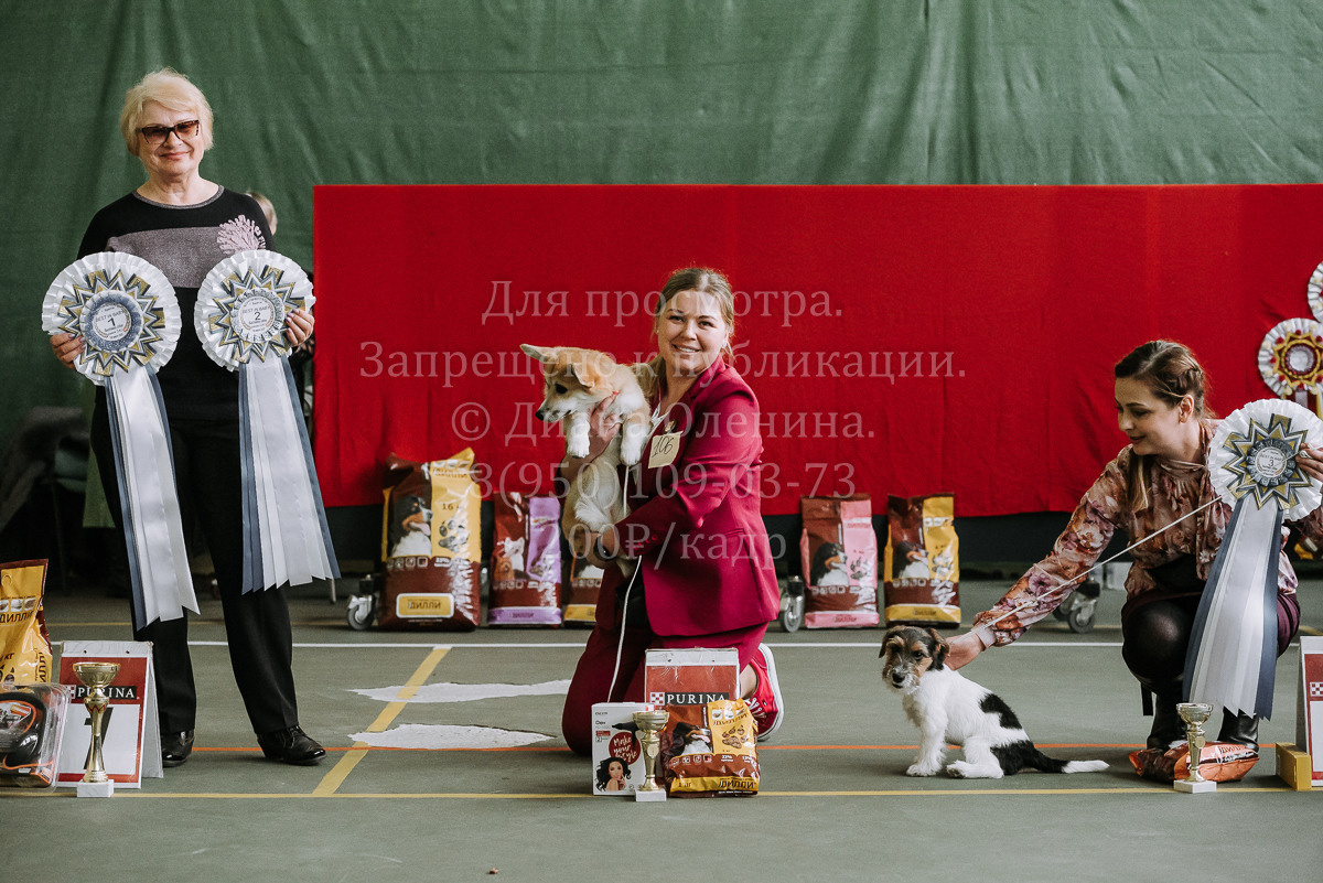 26.03.2022 Выставка собак г. Братск Континенталь. Фотограф Диана Оленина Красноярск / Братск