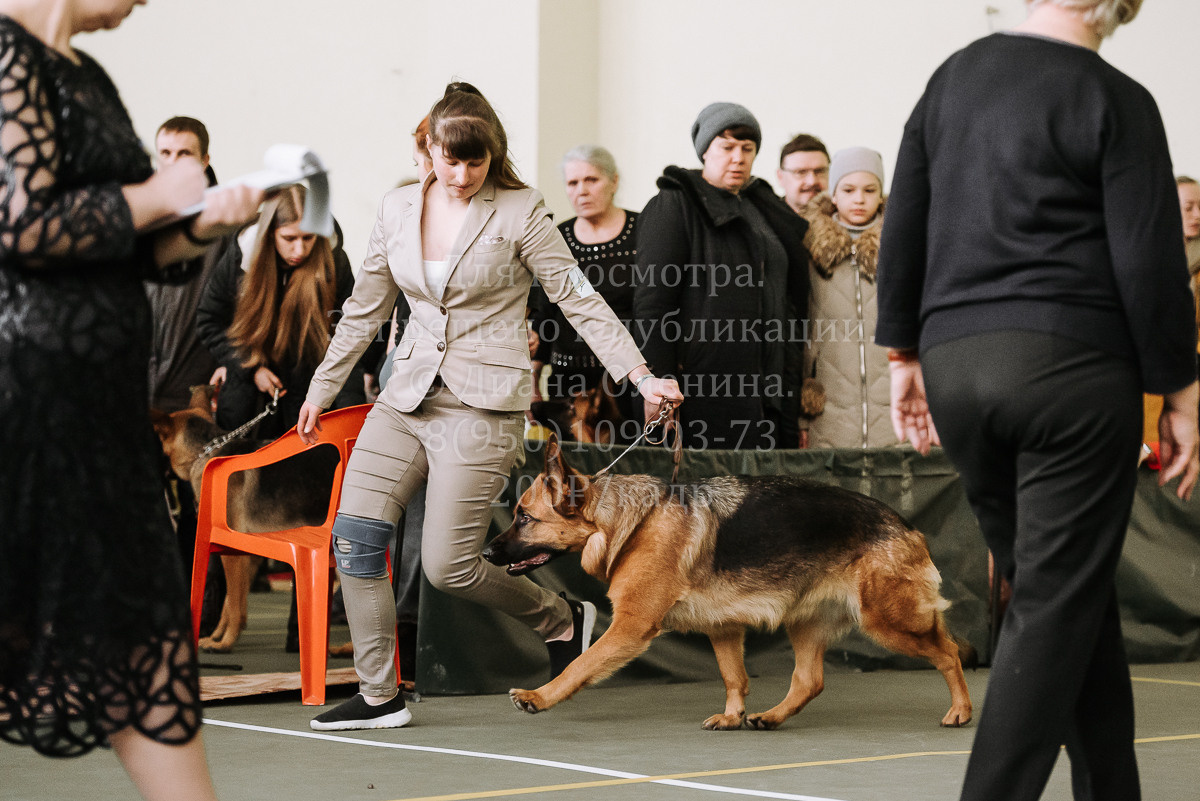 26.03.2022 Выставка собак г. Братск Континенталь. Фотограф Диана Оленина Красноярск / Братск