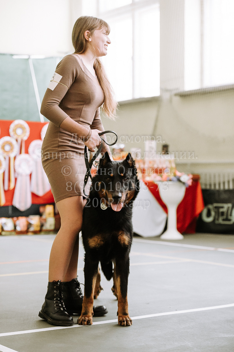 26.03.2022 Выставка собак г. Братск Континенталь. Фотограф Диана Оленина Красноярск / Братск