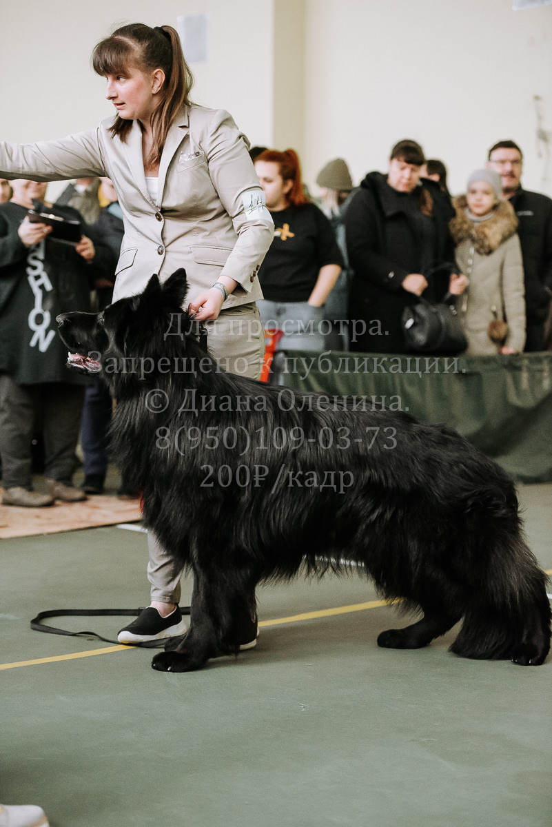 26.03.2022 Выставка собак г. Братск Континенталь. Фотограф Диана Оленина Красноярск / Братск