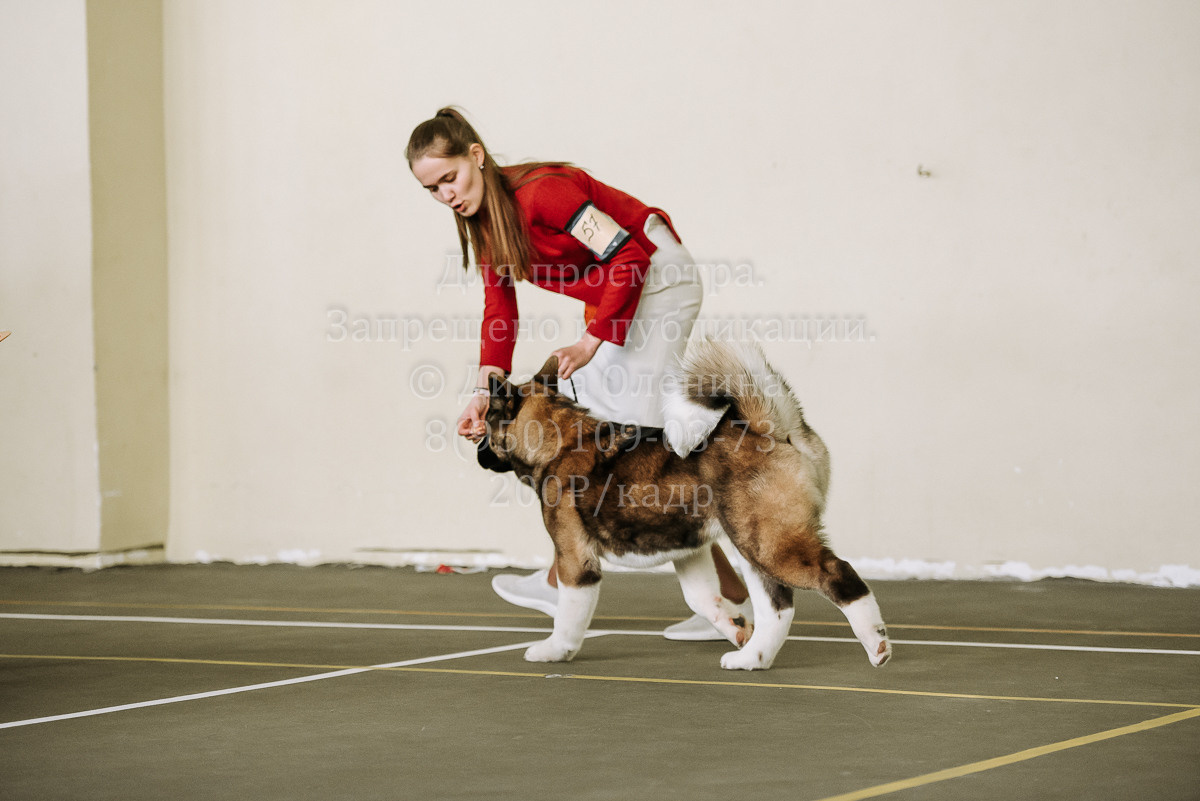 26.03.2022 Выставка собак г. Братск Континенталь. Фотограф Диана Оленина Красноярск / Братск