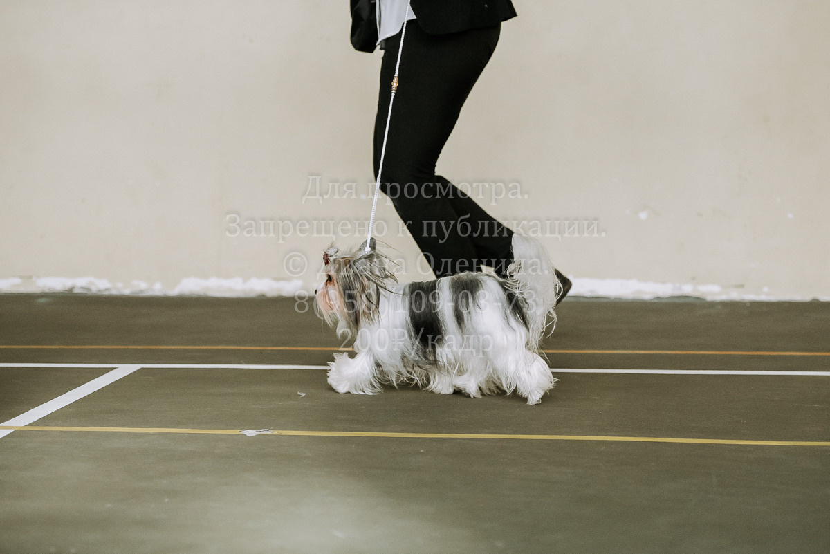 26.03.2022 Выставка собак г. Братск Континенталь. Фотограф Диана Оленина Красноярск / Братск