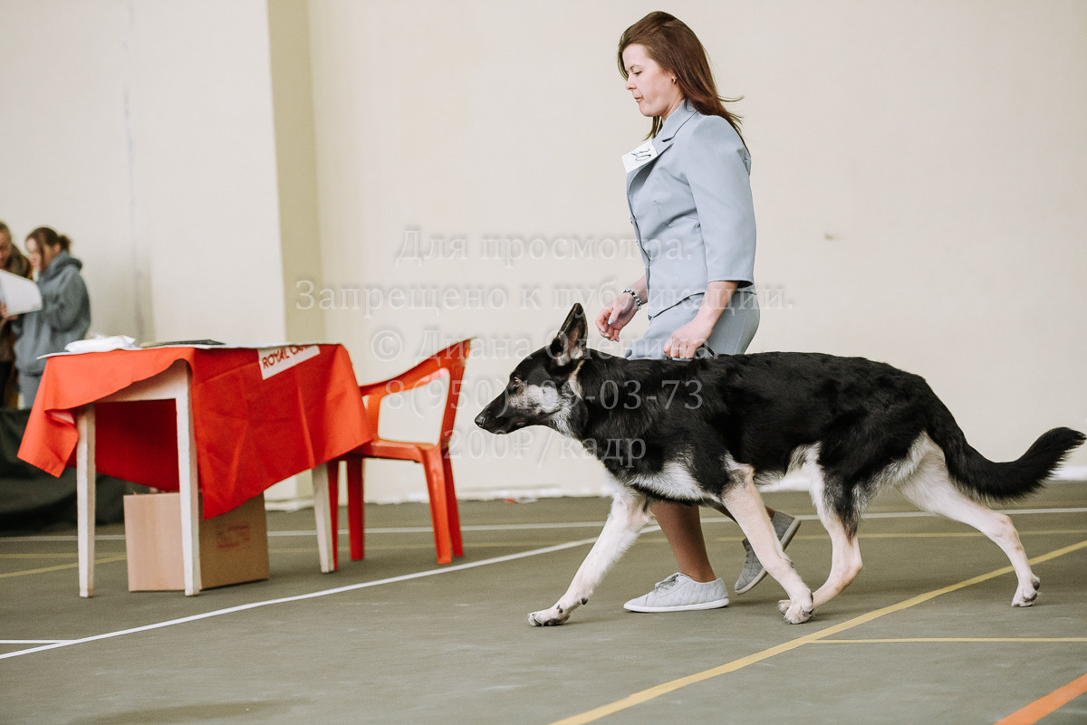 26.03.2022 Выставка собак г. Братск Континенталь. Фотограф Диана Оленина Красноярск / Братск