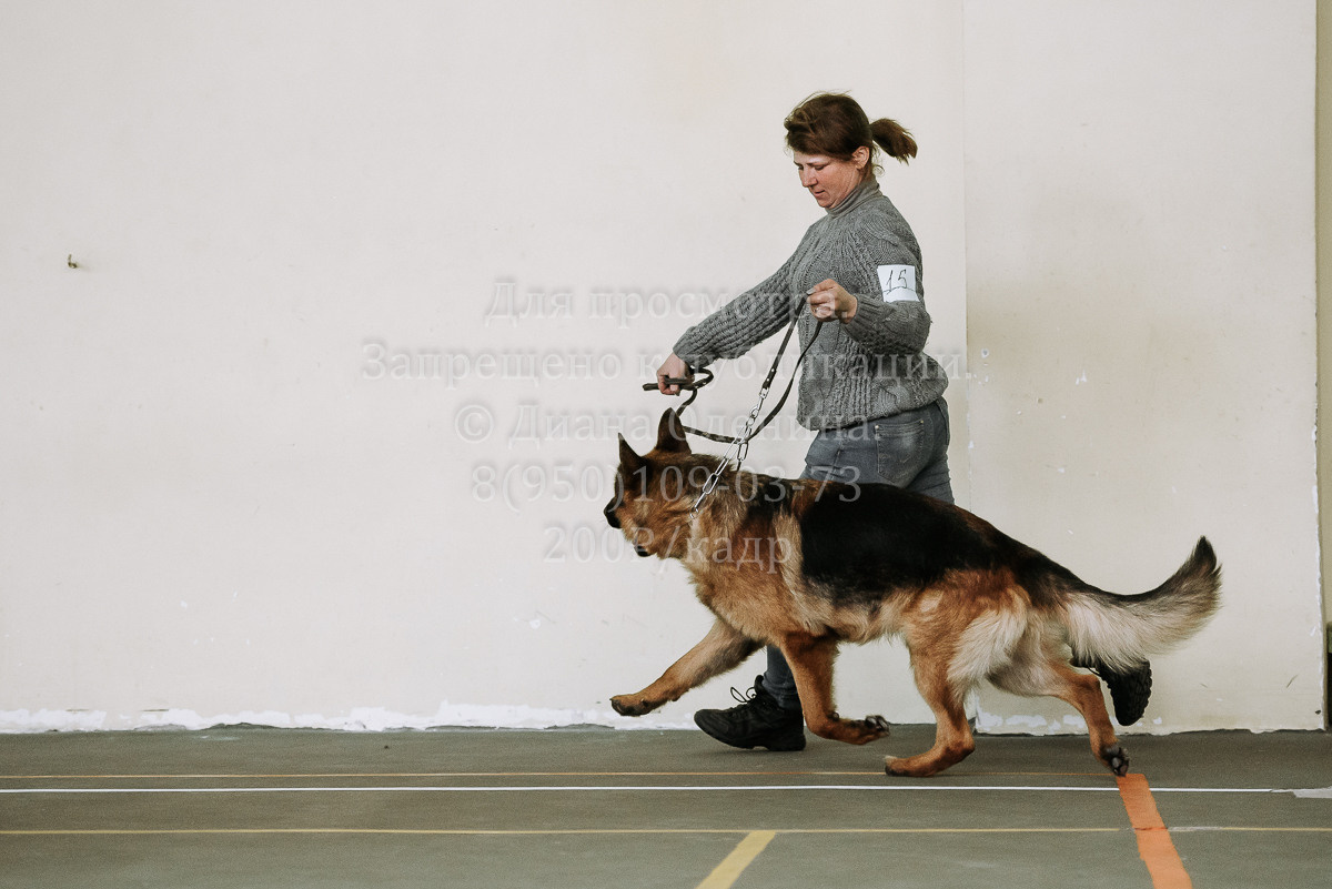 26.03.2022 Выставка собак г. Братск Континенталь. Фотограф Диана Оленина Красноярск / Братск