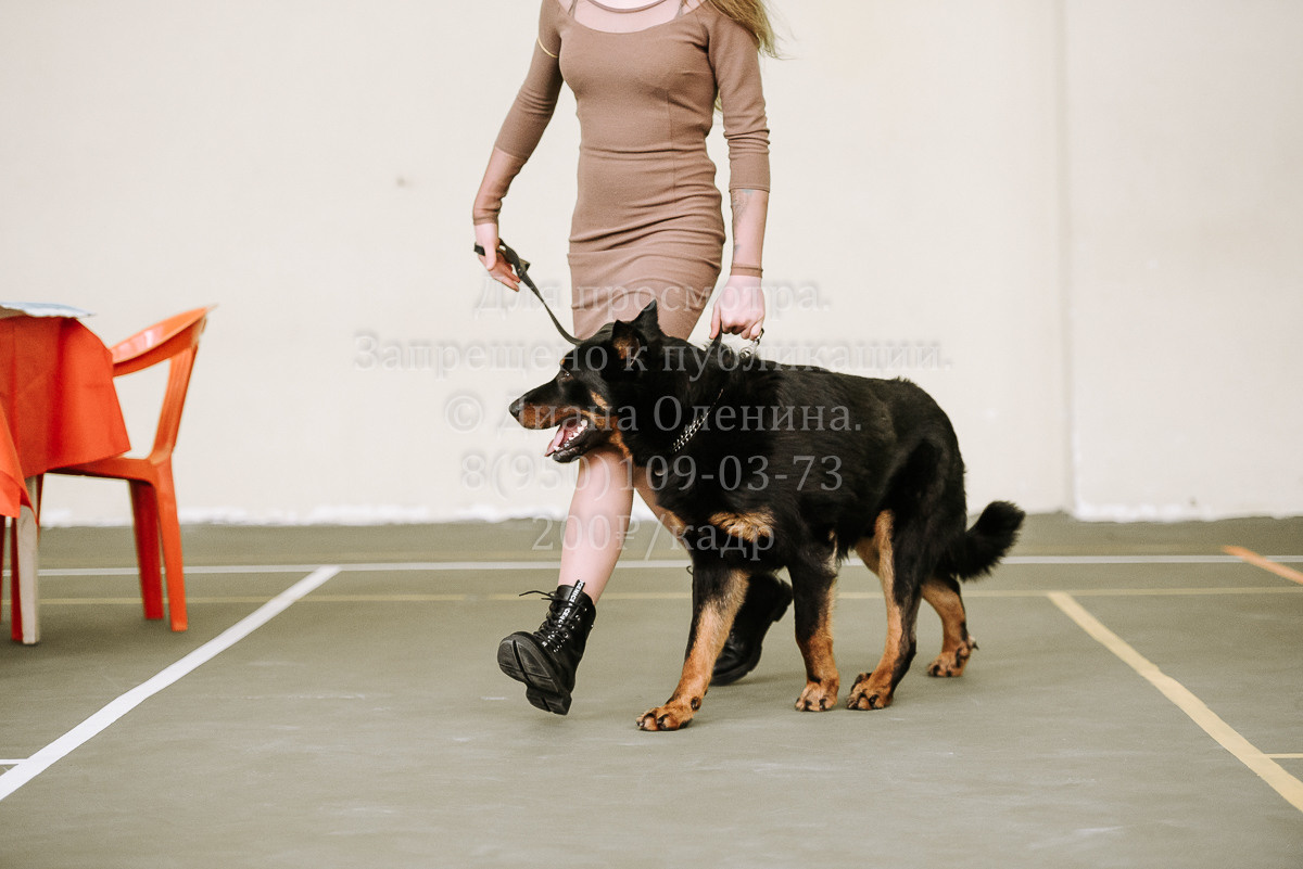26.03.2022 Выставка собак г. Братск Континенталь. Фотограф Диана Оленина Красноярск / Братск
