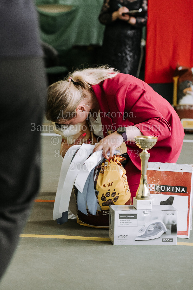 26.03.2022 Выставка собак г. Братск Континенталь. Фотограф Диана Оленина Красноярск / Братск