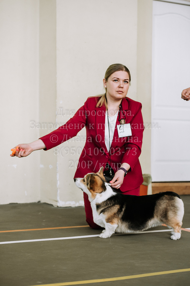 26.03.2022 Выставка собак г. Братск Континенталь. Фотограф Диана Оленина Красноярск / Братск