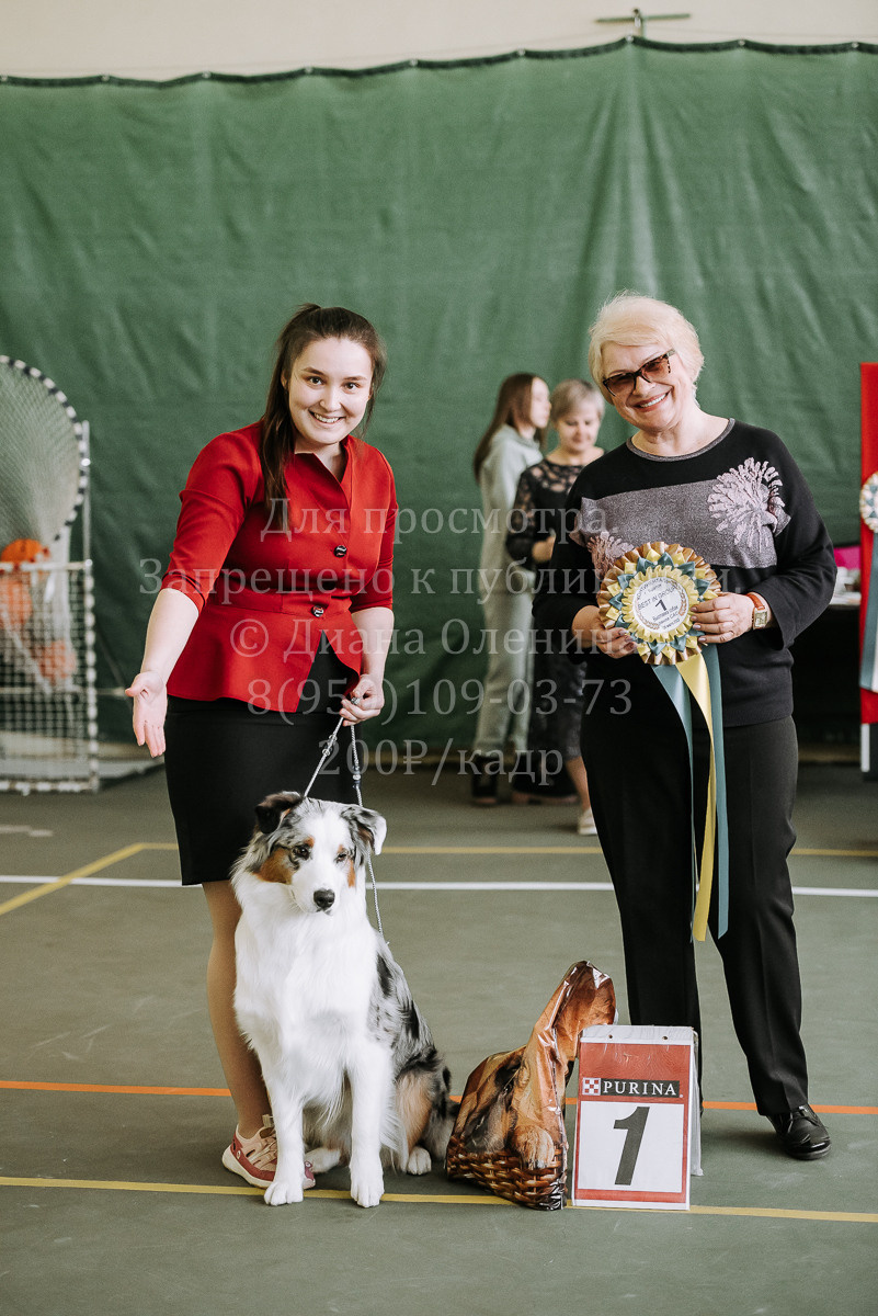 26.03.2022 Выставка собак г. Братск Континенталь. Фотограф Диана Оленина Красноярск / Братск